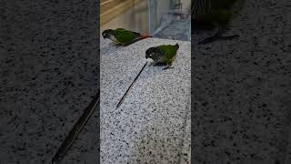 코뉴어앵무새#하랑이♡하봉이