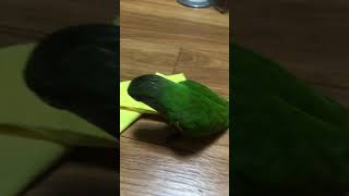 세네갈 앵무 애교