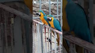 사육사분께 밥 얻어먹는 청금강앵무 부부 #shorts