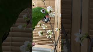 어지러운 세상 잠시 힐링해요~ 아마존&amp;벗꽃 