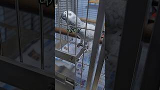 뒤통수에도 눈이 달려야 하는 이유 #앵무새 #탈출