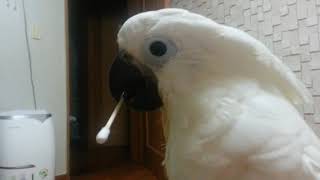 다른 코카투 괴성을 들은 나나공주님..얼음...나나야 …