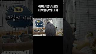 퀘이커앵무새와 회색앵무의 대화  말하는 앵무새