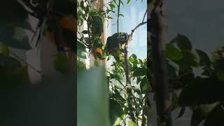 옐로우카라마카우