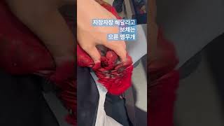 자장자장 보채는 앵무개 #홍금강앵무새 #parrot #…