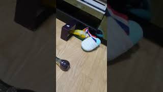 슬리퍼와 싸우는 카이큐앵무새