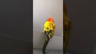 울집 갱무새 gang~