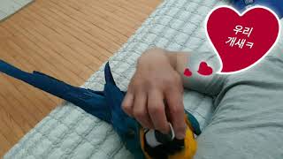 parrot 앵무새 청금강 써니 개새~ 폭발애교. 앞돌기 시전ㅋ