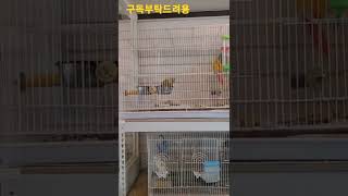 신난 코뉴어앵무새 #shorts