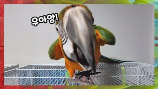 [할리퀸마카우 마르코] 개구쟁이 대형앵무새와 숨바꼭질하…