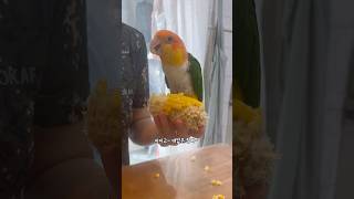 대답 잘하는 카이큐앵무새의 정신없는 간식 타임 