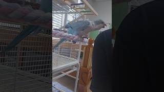 [퀘이커 앵무] 왜 오두방정을 떠는 걸까요 #parrot #quakerparrot #오두방정 #까꿍이