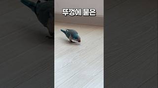 우리집 앵무새들은 죄다 뚜껑좋아함  퀘이커앵무새 부리