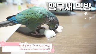 앵무새먹방 블루코뉴어 앵무새는 혀가 있을까요? /Do parrots have tongues?