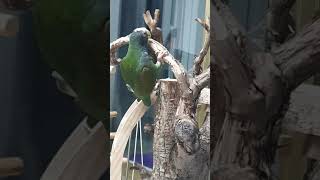 화이트캡 피어니스...우리집 귀한앵이^^