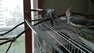 아기 왕관앵무3