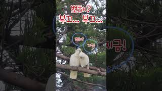 ❤️코카투 앵무새 - 뽀해? 부끄부끄...  #쇼츠  #코카투 ##앵무새 #호주앵무새 #호주생활 #세계를한입에쏙 #사랑