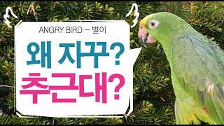앵무새에게 말시키다~ 돌아온 대답은? 별이 진지한 막말…