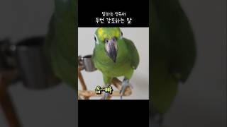 말하는 앵무새가 &quot;오빤내꺼야&quot; 라고 …