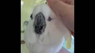 고양이같은 코카투앵무 스위티 #parrot#cockatoos