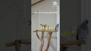 앵무새ㅡ순돌아 선거 끝나면 웃는날이 올거야