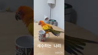 앵무새 썬코뉴어 꽃단장