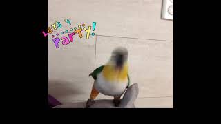 고장난앵무새  / 검은머리카이큐 /귀여운앵무새