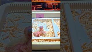 듀컵코카투, 검은 머리 카이큐, 세네갈앵무 #parro…