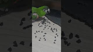 #앵무새 #한스마카우 @ 13세. 남자. 머리가 너무 좋아서 웬만한건 보지도 않아요. 일단 망가뜨려야 사는 아이.