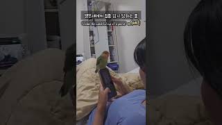 집중 감시하는 모란앵무새 로또