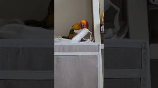 마스크 살인마 히카리 #shorts #앵무새 #코뉴어 …