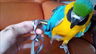 청금강 젤리씨 따뜻한 봄날 나들이용 하네스 구입하다..…