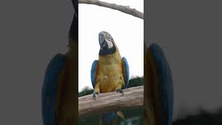 금강앵무새, 마카우, Parrots, Macaws 6,…