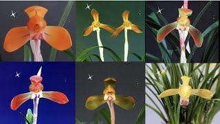 4월30일 화성 봄초롱등 다양한고 좋은 품종들로 준비했…