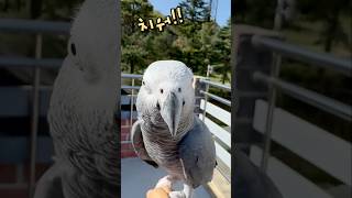 앵무새가 소리지를 때  회색앵무 잠바
