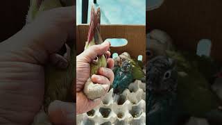 Adorable parrots / 사랑스런 코뉴어