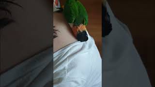 #shorts 엄마 등이 좋은 검은머리카이큐 앵무새ㅋㅋ…