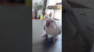 배달완료는 앵무새도 좋대요 ㅋㅋㅋ#앵무새 #퀘이커앵무새 #러블리다다즈 #앵무새이다올