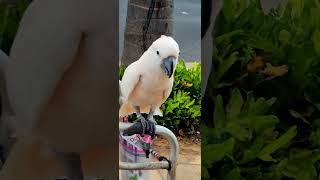 White Cockatoo Macaw Hawaii 흰색…