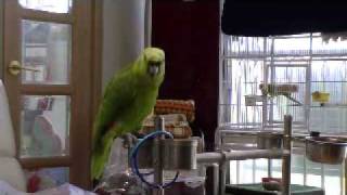 amazon Parrot&quot; Korea Chil…