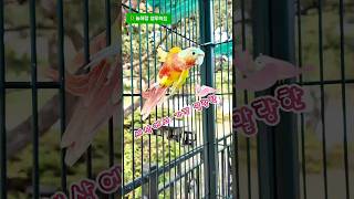 세상에서 가장 말랑한~~#앵무새#코뉴어#귀여운앵무새 #사랑스러운앵무새#모찌엘#늘해랑