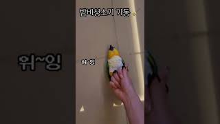 앵무새랑 청소기놀이하기 #shorts #parrot #…