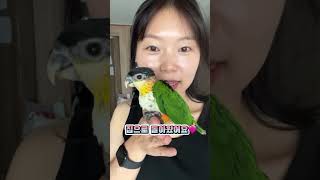 덕배동생 감은머리카이큐 맹구오는날 #세네갈앵무 #bir…