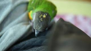 [세네갈앵무] 옷 뜯어먹는 앵무새