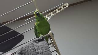 귀농귀촌 애기아마존앵무새 말하고 놀아주기