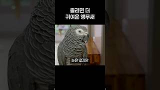 졸리면 더 귀여운 앵무새  회색앵무 잠바