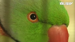 나는 살인자를 보았다...앵무새의 반전 증언...ㅣI …