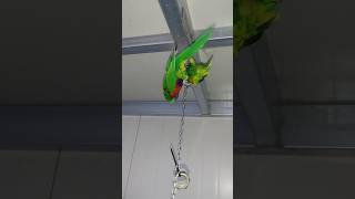 울 오색 청해 앵무는 지금 운동중ㅋㅋ