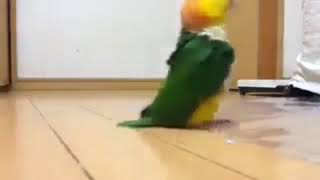 얘 키우려면 층간소음으로 매일 싸워야 함ㅋㅋㅋㅋㅋㅋㅋㅋ