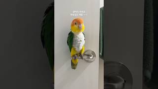 껌딱지 카이큐 .                           #카이큐#껌딱지#응가